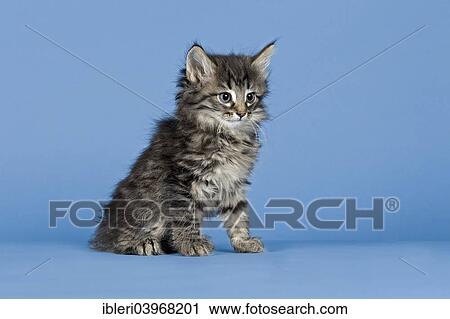 "Norwegian Forest Cat, kitten, 7 weeks, Mackerel" View Large Photo Image Stock Image - "Norwegian Forest Cat, kitten, 7 weeks, Mackerel". Fotosearch