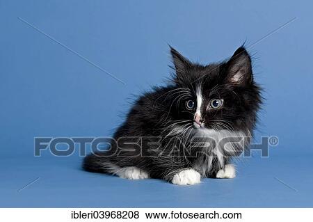 "Norwegian Forest Cat, kitten, 7 weeks, black and white" View Large Photo Image Stock Photo - "Norwegian Forest Cat, kitten, 7 weeks, black and white". Fotosearch