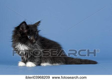 "Norwegian Forest Cat, kitten, 7 weeks, black and white" View Large Photo Image Stock Photo - "Norwegian Forest Cat, kitten, 7 weeks, black and white". Fotosearch