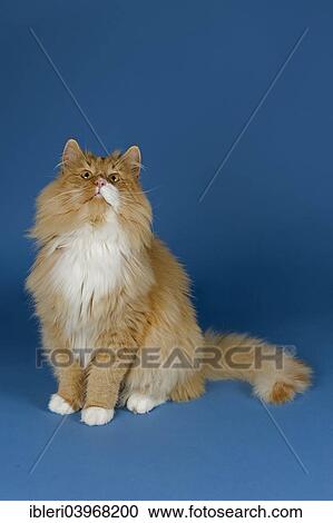 Stock Image - "Norwegian Forest Cat, red and white". Fotosearch