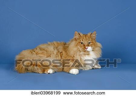 "Norwegian Forest Cat, red and white" View Large Photo Image Stock Photo - "Norwegian Forest Cat, red and white". Fotosearch