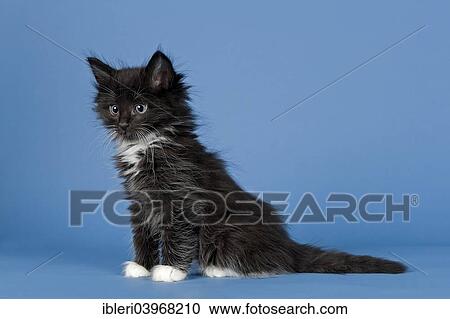 "Norwegian Forest kitten, 7 weeks, black and white" View Large Photo Image Stock Image - "Norwegian Forest kitten, 7 weeks, black and white". Fotosearch