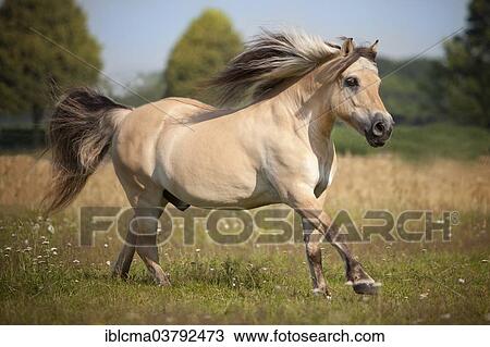 "Norwegian Pony, Gelding, galloping on meadow, North Rhine-Westphalia, Germany, Europe" View Large Photo Image Stock Image - "Norwegian Pony, Gelding, galloping on meadow, North Rhine-Westphalia, Germany, Europe". Fotosearch