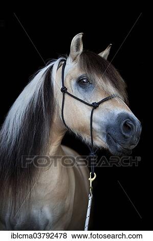 "Norwegian Pony, Gelding, portrait, with rope halter, North Rhine-Westphalia, Germany, Europe" View Large Photo Image Stock Photo - "Norwegian Pony, Gelding, portrait, with rope halter, North Rhine-Westphalia, Germany, Europe". Fotosearch
