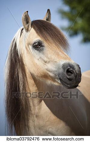 Stock Photograph - "Norwegian Pony, Gelding, portrait, North Rhine-Westphalia, Germany, Europe". Fotosearch