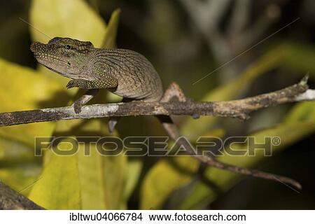 "Nose-horned Chameleon (Calumma nasutum) in the rainforest of Andasibe, eastern Madagascar, Madagascar, Africa" View Large Photo Image Picture - "Nose-horned Chameleon (Calumma nasutum) in the rainforest of Andasibe, eastern Madagascar, Madagascar, Africa". Fotosearch