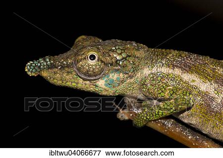"Nose-horned Chameleon (Calumma nasutum) in the rainforest of Marojejy, northeast Madagascar, Madagascar, Africa" View Large Photo Image Stock Photo - "Nose-horned Chameleon (Calumma nasutum) in the rainforest of Marojejy, northeast Madagascar, Madagascar, Africa". Fotosearch