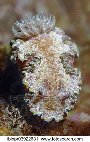 Stock Image - "Nudibranch or Sea Slug (Glossodoris cincta), Sabang Beach, Puerto Galera, Mindoro, Philippines, Asia". Fotosearch