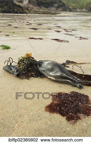 Stock Image - "Nursehound (Scyliorhinus stellaris), 'Mermaid's Purse' eggcase, washed up on beach, Polzeath, Cornwall, England, United Kingdom, Europe". Fotosearch