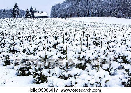 "Nursery for Christmas trees in winter, Elfringhauser Schweiz, Hattingen, North Rhine-Westphalia, Germany, Europe" View Large Photo Image Stock Photo - "Nursery for Christmas trees in winter, Elfringhauser Schweiz, Hattingen, North Rhine-Westphalia, Germany, Europe". Fotosearch