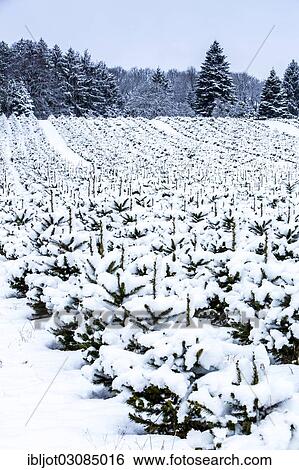 "Nursery for Christmas trees in winter, Elfringhauser Schweiz, Hattingen, North Rhine-Westphalia, Germany, Europe" View Large Photo Image Stock Photograph - "Nursery for Christmas trees in winter, Elfringhauser Schweiz, Hattingen, North Rhine-Westphalia, Germany, Europe". Fotosearch