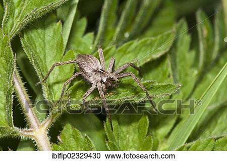 Stock Image - "Nursery-web Spider (Pisaura mirabilis), adult female, resting on leaf, Crossness Nature Reserve, Bexley, Kent, England, United Kingdom, Europe". Fotosearch