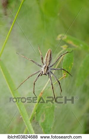 "Nursery Web Spider (Pisaura mirabilis), female guarding juveniles under a cocoon, North Rhine-Westphalia, Germany, Europe" View Large Photo Image Stock Photo - "Nursery Web Spider (Pisaura mirabilis), female guarding juveniles under a cocoon, North Rhine-Westphalia, Germany, Europe". Fotosearch