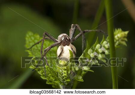 "Nursery web spider species (Pisaura mirabilis) with her egg sac, Monchbruch Nature Reserve, Morfelden, Hesse, Germany, Europe" View Large Photo Image Stock Image - "Nursery web spider species (Pisaura mirabilis) with her egg sac, Monchbruch Nature Reserve, Morfelden, Hesse, Germany, Europe". Fotosearch
