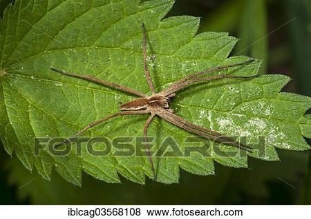 "Nursery web spider species (Pisaura mirabilis) on Stinging Nettle (Urtica dioica), Monchbruch Nature Reserve, Morfelden, Hesse, Germany, Europe" View Large Photo Image Stock Photo - "Nursery web spider species (Pisaura mirabilis) on Stinging Nettle (Urtica dioica), Monchbruch Nature Reserve, Morfelden, Hesse, Germany, Europe". Fotosearch