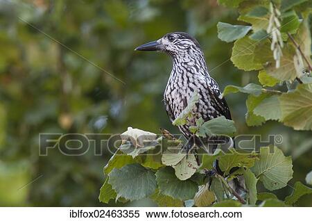 "Nutcracker (Nucifraga caryocatactes), Tyrol, Austria, Europe" View Large Photo Image Stock Photography - "Nutcracker (Nucifraga caryocatactes), Tyrol, Austria, Europe". Fotosearch