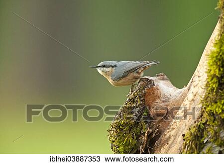 Stock Image - "Nuthatch (Sitta europaea), Austria, Europe". Fotosearch