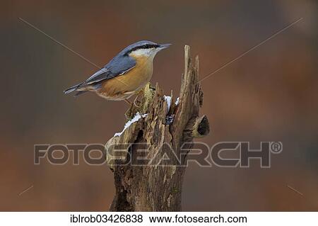 "Nuthatch (Sitta europaea), Erfurt, Thuringia, Germany, Europe" View Large Photo Image Stock Photo - "Nuthatch (Sitta europaea), Erfurt, Thuringia, Germany, Europe". Fotosearch
