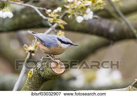"Nuthatch (Sitta europaea), Fuldabruck, Fuldabruck, Hesse, Germany, Europe" View Large Photo Image Stock Photo - "Nuthatch (Sitta europaea), Fuldabruck, Fuldabruck, Hesse, Germany, Europe". Fotosearch