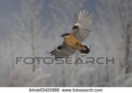 "Nuthatch (Sitta europaea) in flight, winter, Erfurt, Thuringia, Germany, Europe" View Large Photo Image Stock Photograph - "Nuthatch (Sitta europaea) in flight, winter, Erfurt, Thuringia, Germany, Europe". Fotosearch