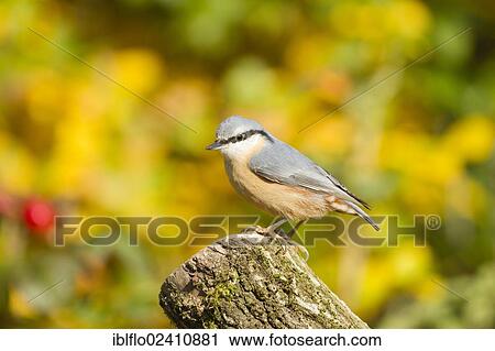 "Nuthatch (Sitta europaea), Limburg an der Lahn, Hesse, Germany, Europe" View Large Photo Image Stock Image - "Nuthatch (Sitta europaea), Limburg an der Lahn, Hesse, Germany, Europe". Fotosearch