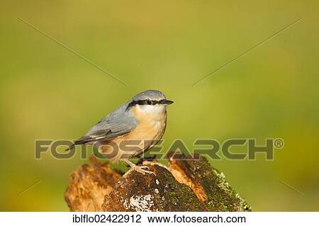 Nuthatch (Sitta europaea), Limburg an der Lahn, Hesse, Germany, Europe View Large Photo Image Stock Image - Nuthatch (Sitta europaea), Limburg an der Lahn, Hesse, Germany, Europe. Fotosearch