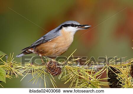 "Nuthatch (Sitta europaea) sitting on a lichen-covered branch in autumn with a sunflower seed in its beak, Neunkirchen in Siegerland, North Rhine-Westphalia, Germany, Europe" View Large Photo Image Stock Photo - "Nuthatch (Sitta europaea) sitting on a lichen-covered branch in autumn with a sunflower seed in its beak, Neunkirchen in Siegerland, North Rhine-Westphalia, Germany, Europe". Fotosearch