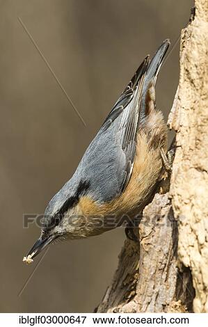 "Nuthatch (Sitta europaea), Deutenhofen, Hebertshausen, Bavaria, Germany, Europe" View Large Photo Image Stock Photo - "Nuthatch (Sitta europaea), Deutenhofen, Hebertshausen, Bavaria, Germany, Europe". Fotosearch