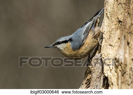 "Nuthatch (Sitta europaea), Deutenhofen, Hebertshausen, Bavaria, Germany, Europe" View Large Photo Image Stock Photograph - "Nuthatch (Sitta europaea), Deutenhofen, Hebertshausen, Bavaria, Germany, Europe". Fotosearch