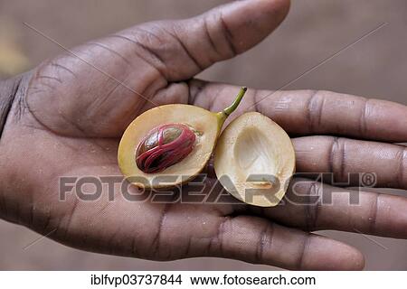 "Nutmeg (Myristica fragrans) in the hands of a local person, Kizimbani Spice Farm, Kizimbani, Zanzibar, Tanzania, Africa" View Large Photo Image Picture - "Nutmeg (Myristica fragrans) in the hands of a local person, Kizimbani Spice Farm, Kizimbani, Zanzibar, Tanzania, Africa". Fotosearch