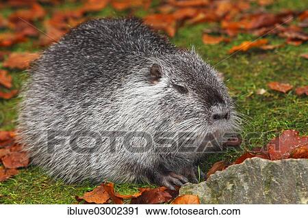 "Nutria or Coypu (Myocastor coypus), Lower Saxony, Germany, Europe" View Large Photo Image Stock Image - "Nutria or Coypu (Myocastor coypus), Lower Saxony, Germany, Europe". Fotosearch