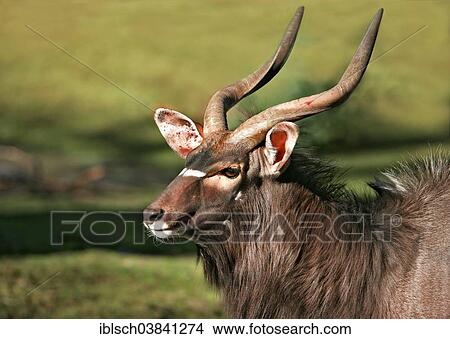"Nyala Antelope (Tragelaphus angasii), Hellabrunn Zoo, Munich, Upper Bavaria, Bavaria, Germany, Europe" View Large Photo Image Picture - "Nyala Antelope (Tragelaphus angasii), Hellabrunn Zoo, Munich, Upper Bavaria, Bavaria, Germany, Europe". Fotosearch