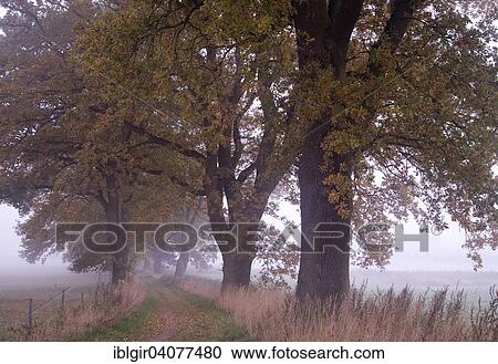 "Oak alley in morning fog, Mecklenburg-Western Pomerania, Germany, Europe" View Large Photo Image Stock Image - "Oak alley in morning fog, Mecklenburg-Western Pomerania, Germany, Europe". Fotosearch