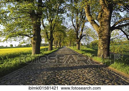"Oak alley (Quercus robur) with cobblestone street, between Putbus and Bergen, Ruegen Island, Mecklenburg-Western Pomerania, Germany, Europa, Europe" View Large Photo Image Stock Image - "Oak alley (Quercus robur) with cobblestone street, between Putbus and Bergen, Ruegen Island, Mecklenburg-Western Pomerania, Germany, Europa, Europe". Fotosearch