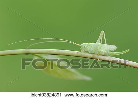 "Oak Bush-Cricket or Drumming Katydid (Meconema thalassinum), female, North Rhine-Westphalia, Germany, Europe" View Large Photo Image Stock Image - "Oak Bush-Cricket or Drumming Katydid (Meconema thalassinum), female, North Rhine-Westphalia, Germany, Europe". Fotosearch