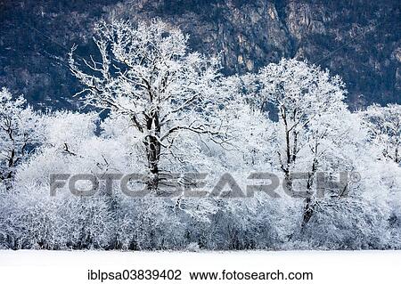"Oak forest covered with hoarfrost, North Tyrol, Austria, Europe" View Large Photo Image Stock Image - "Oak forest covered with hoarfrost, North Tyrol, Austria, Europe". Fotosearch