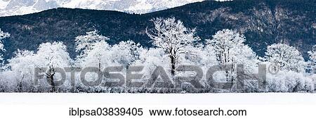 "Oak forest covered with hoarfrost, North Tyrol, Austria, Europe" View Large Photo Image Stock Photography - "Oak forest covered with hoarfrost, North Tyrol, Austria, Europe". Fotosearch