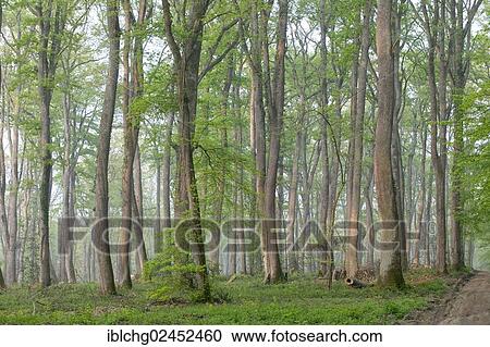 "Oak forest of Moladiers towards Moulins, Sessile oaks (Quercus petraea), Bourbonnais, Allier, Auvergne, France, Europe" View Large Photo Image Stock Image - "Oak forest of Moladiers towards Moulins, Sessile oaks (Quercus petraea), Bourbonnais, Allier, Auvergne, France, Europe". Fotosearch