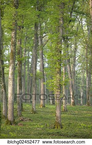 "Oak forest of Moladiers towards Moulins, Sessile oaks (Quercus petraea), Bourbonnais, Allier, Auvergne, France, Europe" View Large Photo Image Stock Photo - "Oak forest of Moladiers towards Moulins, Sessile oaks (Quercus petraea), Bourbonnais, Allier, Auvergne, France, Europe". Fotosearch