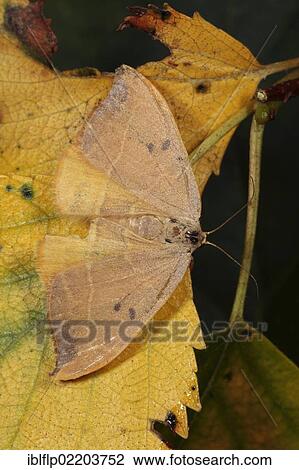 "Oak Hooktip (Watsonalla binaria), adult, resting on leaf, Powys, Wales, United Kingdom, Europe" View Large Photo Image Stock Image - "Oak Hooktip (Watsonalla binaria), adult, resting on leaf, Powys, Wales, United Kingdom, Europe". Fotosearch