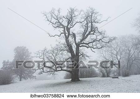 "Oak in the landscaped gardens of Ettersburg Castle, romantic winter atmosphere with snow and fog, Weimar, Thuringia, Germany, Europe" View Large Photo Image Picture - "Oak in the landscaped gardens of Ettersburg Castle, romantic winter atmosphere with snow and fog, Weimar, Thuringia, Germany, Europe". Fotosearch