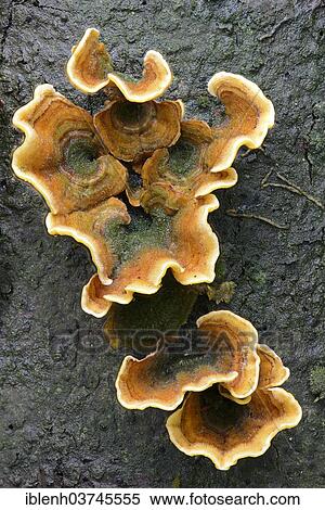 "Oak leaf fungus (Stereum gausapatum), Tinner Loh nature reserve, near Haren, Emsland, Lower Saxony, Germany, Europe" View Large Photo Image Stock Photography - "Oak leaf fungus (Stereum gausapatum), Tinner Loh nature reserve, near Haren, Emsland, Lower Saxony, Germany, Europe". Fotosearch