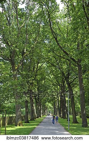Stock Photograph - "Oak-lined avenue, Mailbahn-Allee avenue in the Stadtpark city park, Bayreuth, Bavaria, Germany, Europe". Fotosearch