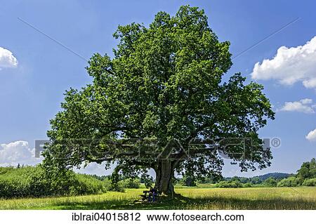 "Oak (Quercus), so-called Mozart oak, at Klostersee Seeon, Seebruck, Chiemgau, Upper Bavaria, Bavaria, Germany, Europe" View Large Photo Image Stock Image - "Oak (Quercus), so-called Mozart oak, at Klostersee Seeon, Seebruck, Chiemgau, Upper Bavaria, Bavaria, Germany, Europe". Fotosearch