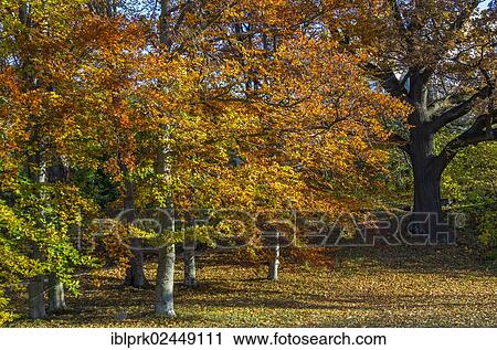 "Oak (Quercus sp. ) and Birch (Betula sp. ) trees in autumn, Djurgaden, Stockholm, Sweden, Europe" View Large Photo Image Stock Image - "Oak (Quercus sp. ) and Birch (Betula sp. ) trees in autumn, Djurgaden, Stockholm, Sweden, Europe". Fotosearch