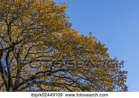 Oak (Quercus sp. ) In autumn View Large Photo Image Stock Photo - Oak (Quercus sp. ) In autumn. Fotosearch