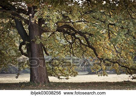 "Oak (Quercus sp. ) in autumn, Branitzer Park, Cottbus, Brandenburg, Germany, Europe" View Large Photo Image Stock Photograph - "Oak (Quercus sp. ) in autumn, Branitzer Park, Cottbus, Brandenburg, Germany, Europe". Fotosearch