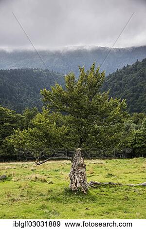 "Oak (Quercus sp. ) struck by lightning, Vogesen, Hohneck, Alsace, France, Europe" View Large Photo Image Stock Photo - "Oak (Quercus sp. ) struck by lightning, Vogesen, Hohneck, Alsace, France, Europe". Fotosearch