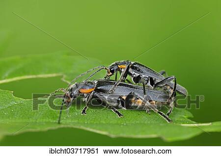 "Oak Soldier Beetles (Cantharis obscura), couple copulating, North Rhine-Westphalia, Germany, Europe" View Large Photo Image Stock Image - "Oak Soldier Beetles (Cantharis obscura), couple copulating, North Rhine-Westphalia, Germany, Europe". Fotosearch