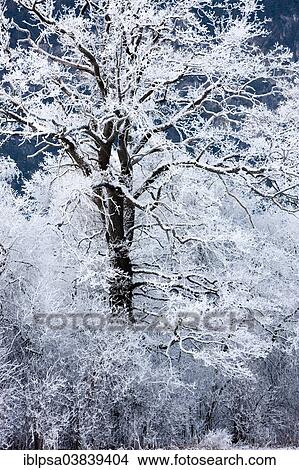Picture - "Oak tree covered with hoarfrost, North Tyrol, Austria, Europe". Fotosearch